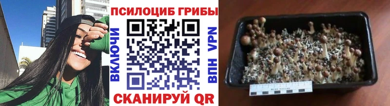 Псилоцибиновые грибы GOLDEN TEACHER  Шумиха 